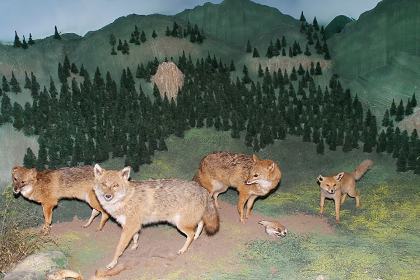 Doğa ve Hayvan Müzesi