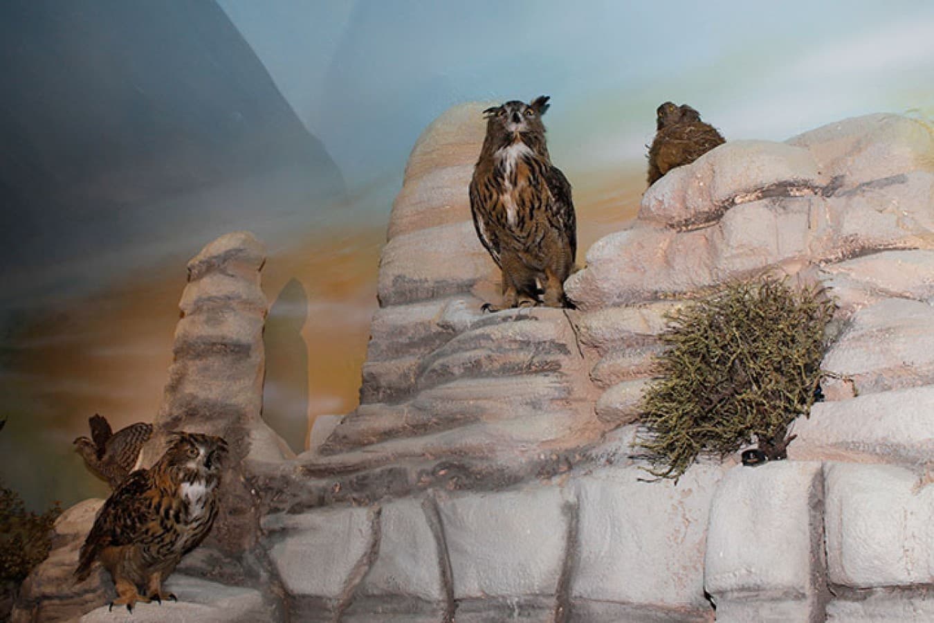 Doğa ve Hayvan Müzesi