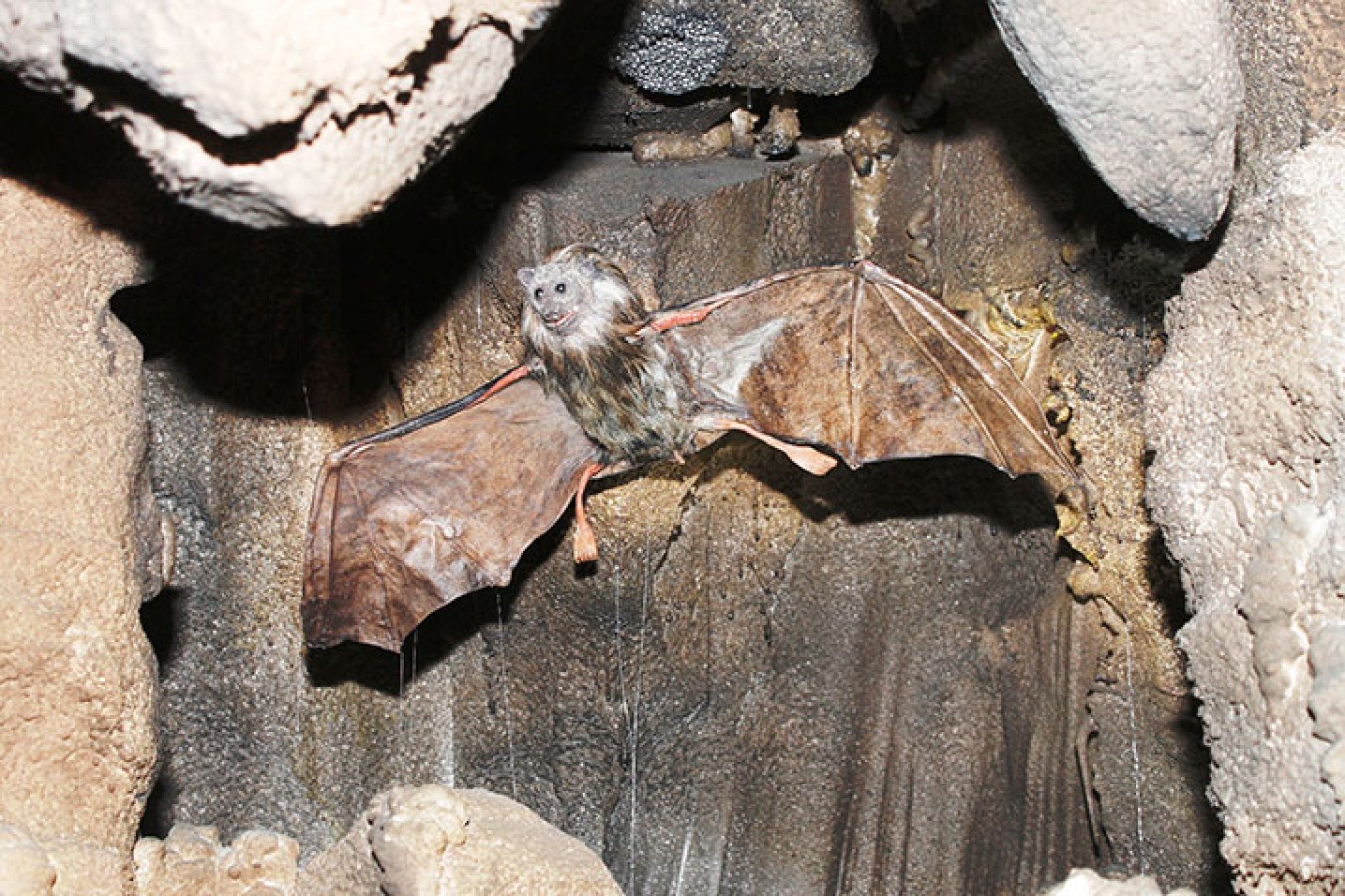 Doğa ve Hayvan Müzesi – genel rota