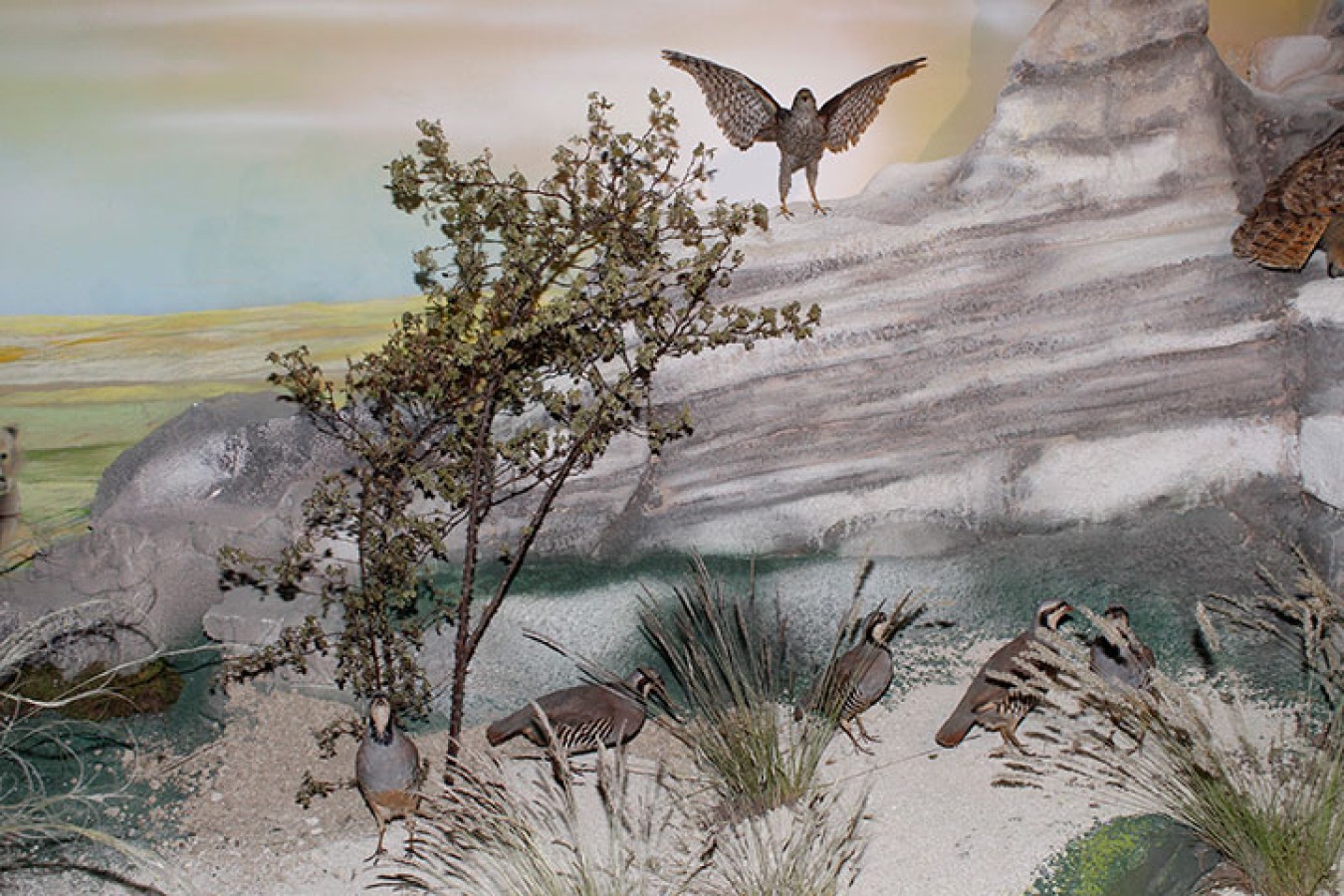 Müze koleksiyonu – detay