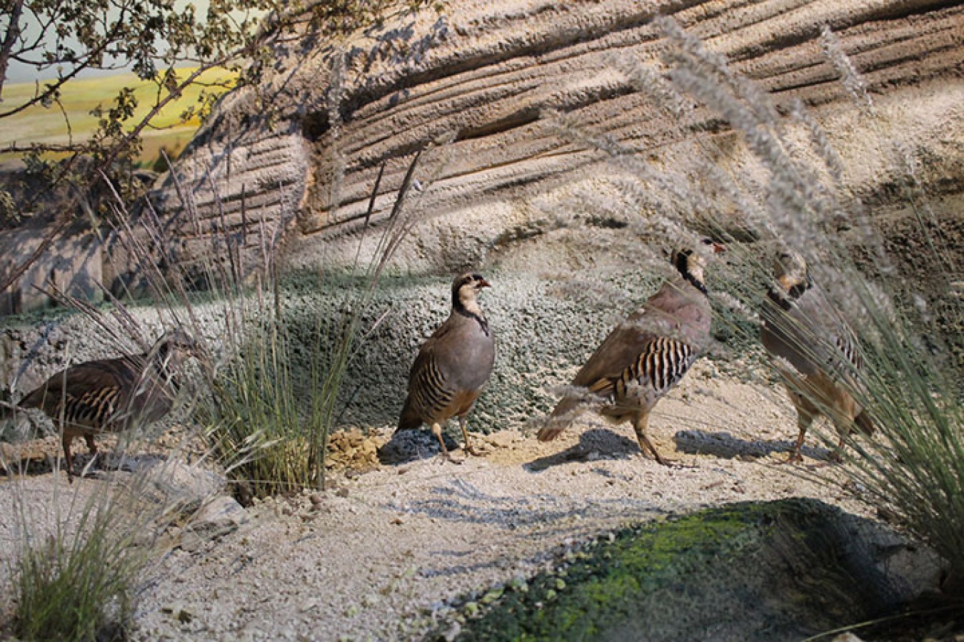 Yaban hayatı sergileme alanı