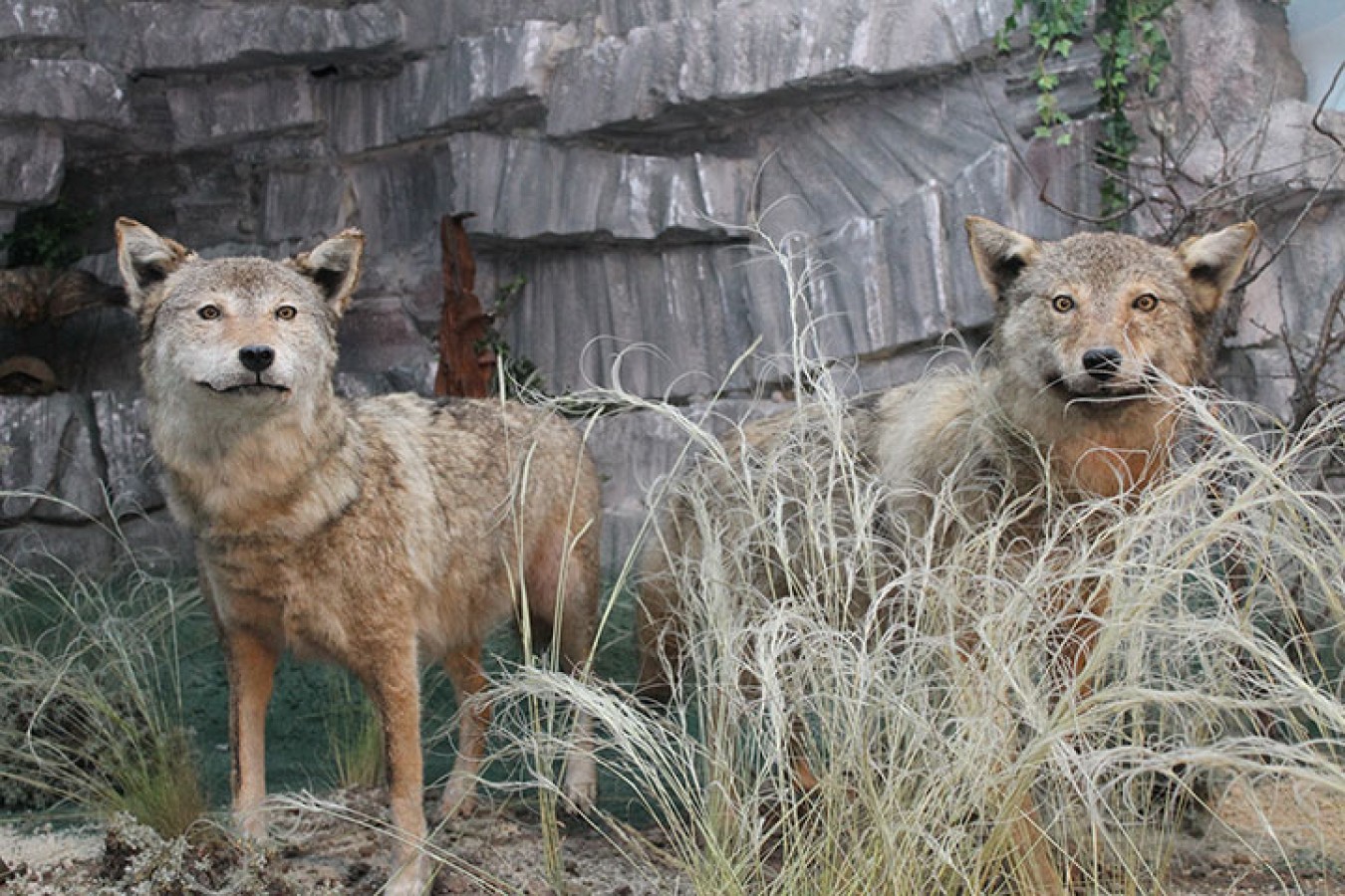 Sergi vitrini – yakın plan